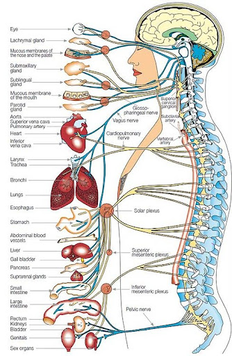 Spine - organ relationship reference